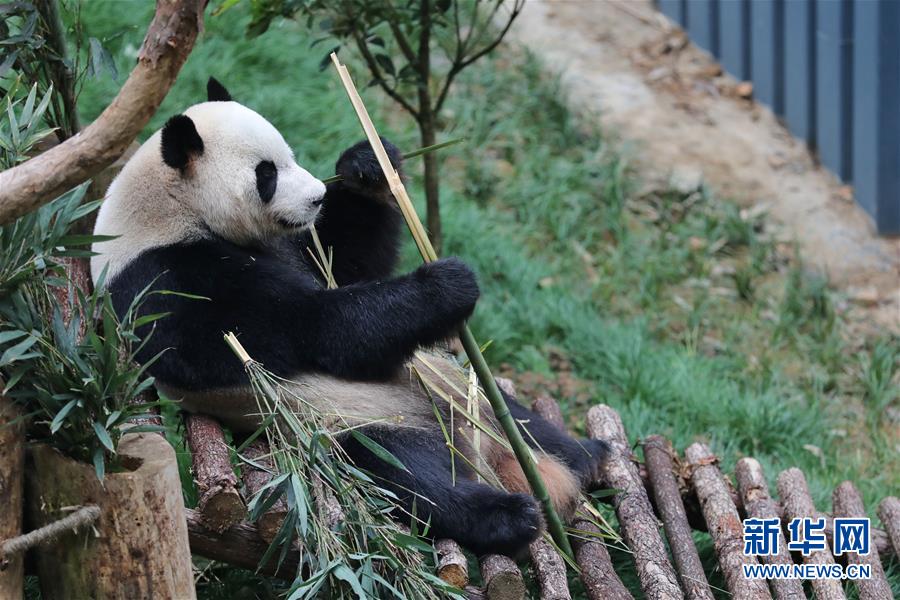 Pandas nascidos no exterior apresentados ao público no sudoeste da China