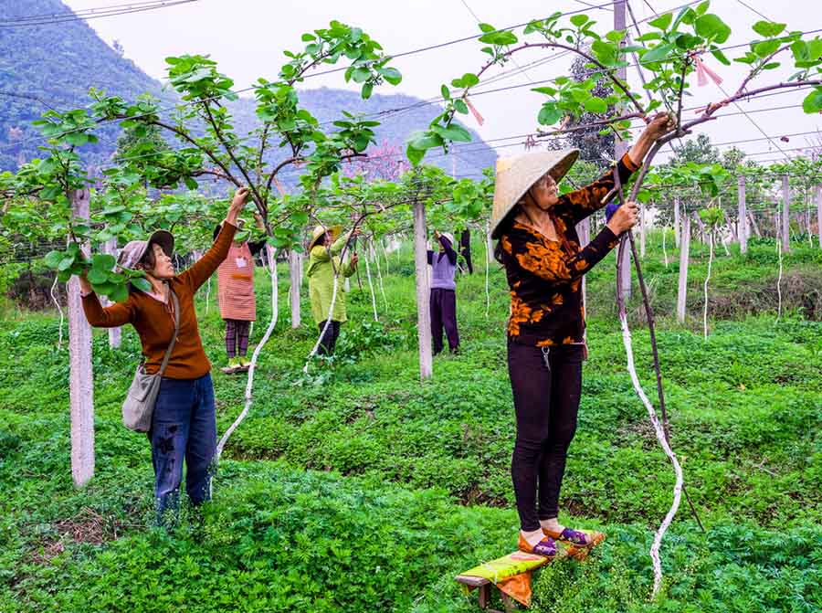 Wenchuan: Restaura??o ecológica 10 anos após terremoto