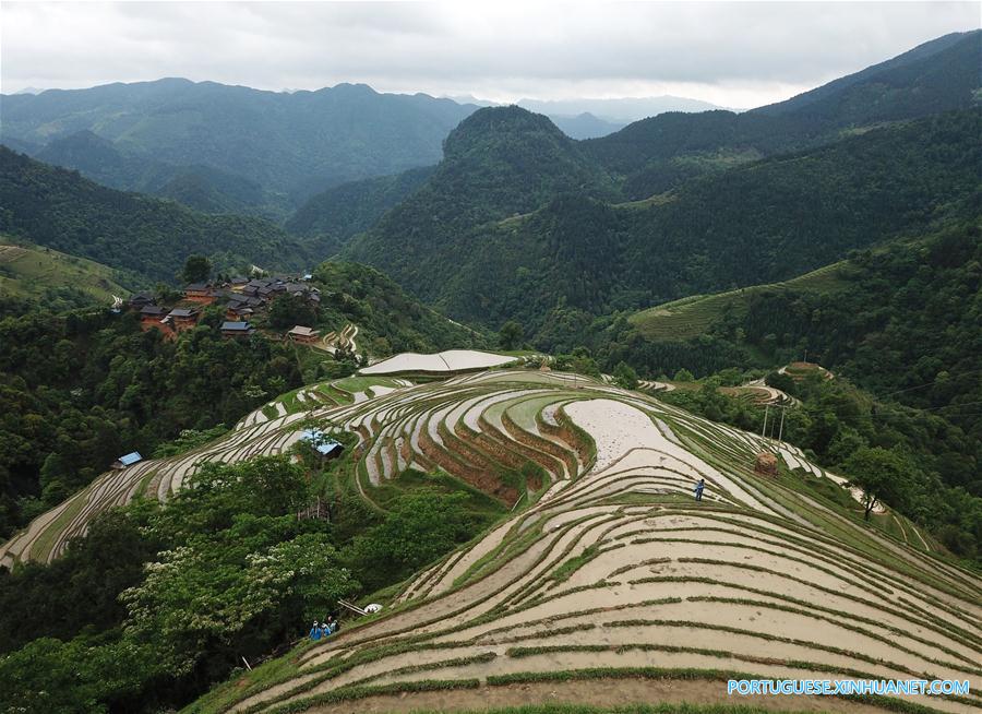 Alde?es do grupo étnico Miao trabalham em campos de terra?os em Guizhou