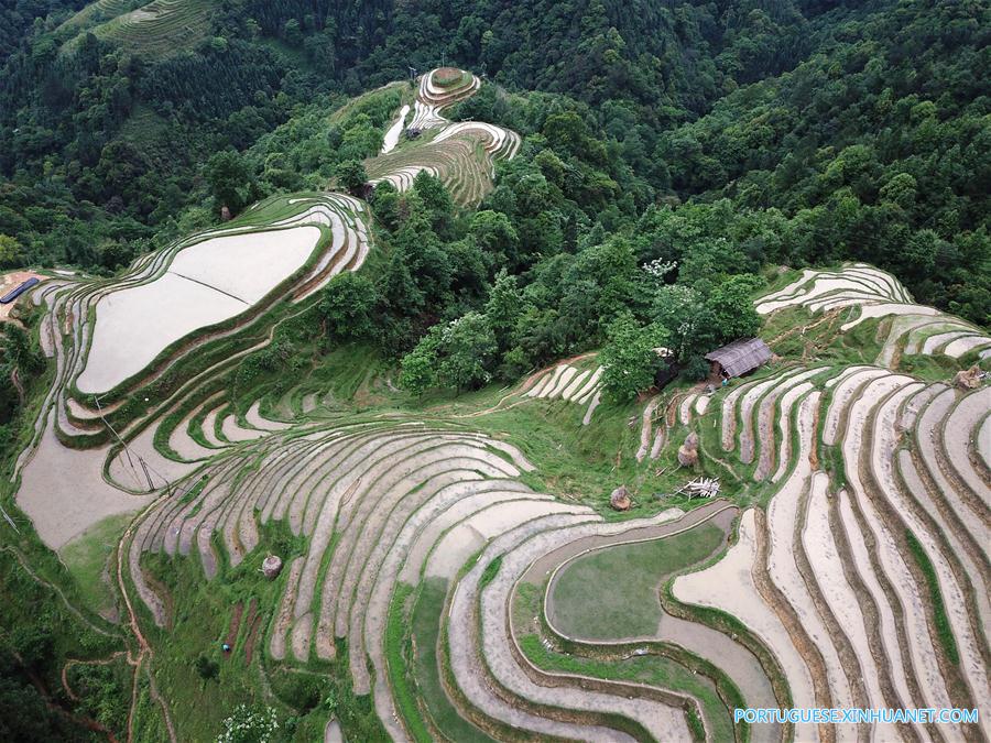 Alde?es do grupo étnico Miao trabalham em campos de terra?os em Guizhou