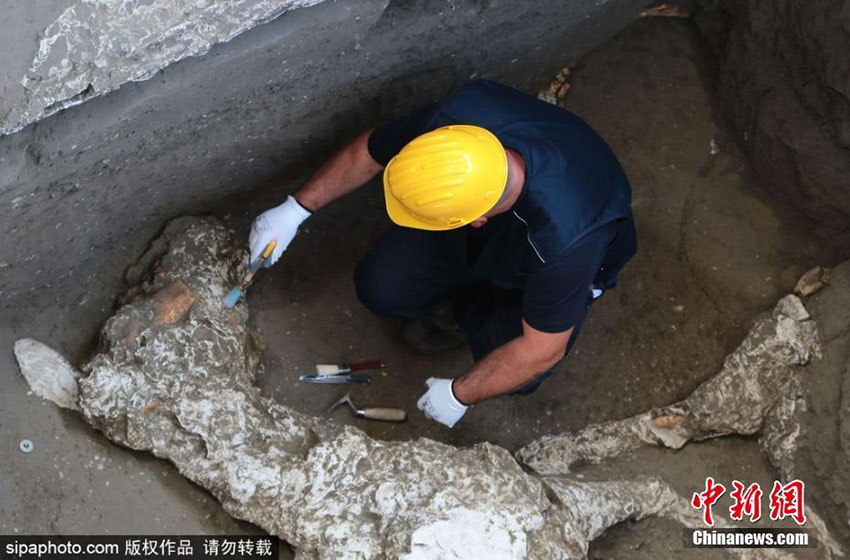 Pompeia: Restos de cavalo descobertos durante escava??es arqueológicas em Civita Giuliana