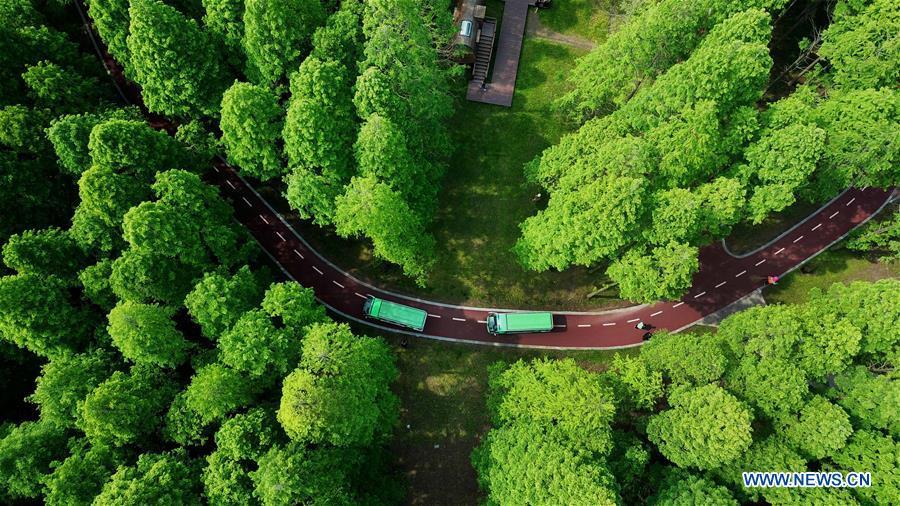 Galeria: Parque Florestal Nacional do Mar Amarelo em Jiangsu