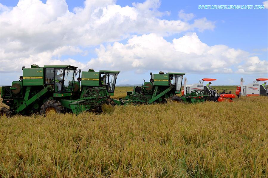 Fazenda de arroz chinesa traz agricultura moderna a Mo?ambique