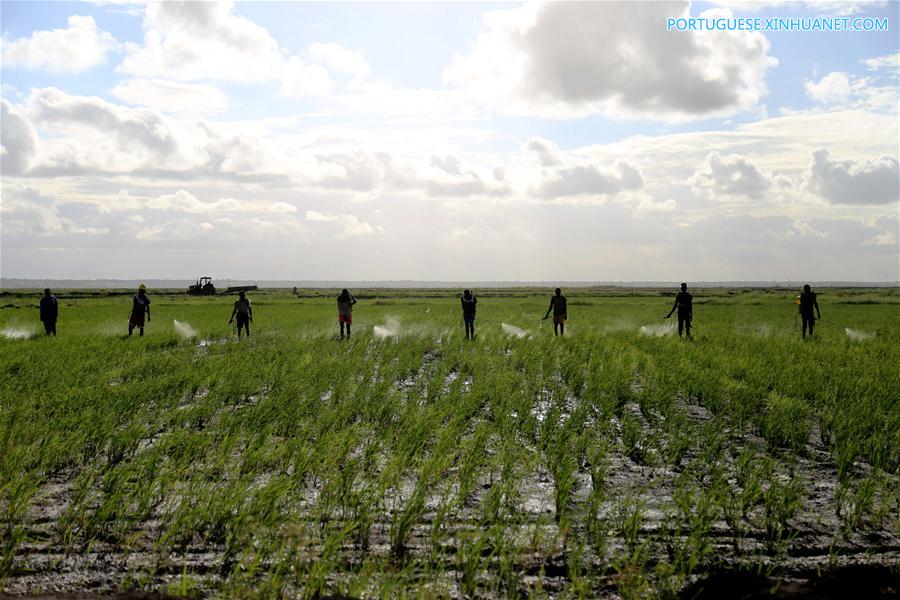 Fazenda de arroz chinesa traz agricultura moderna a Mo?ambique