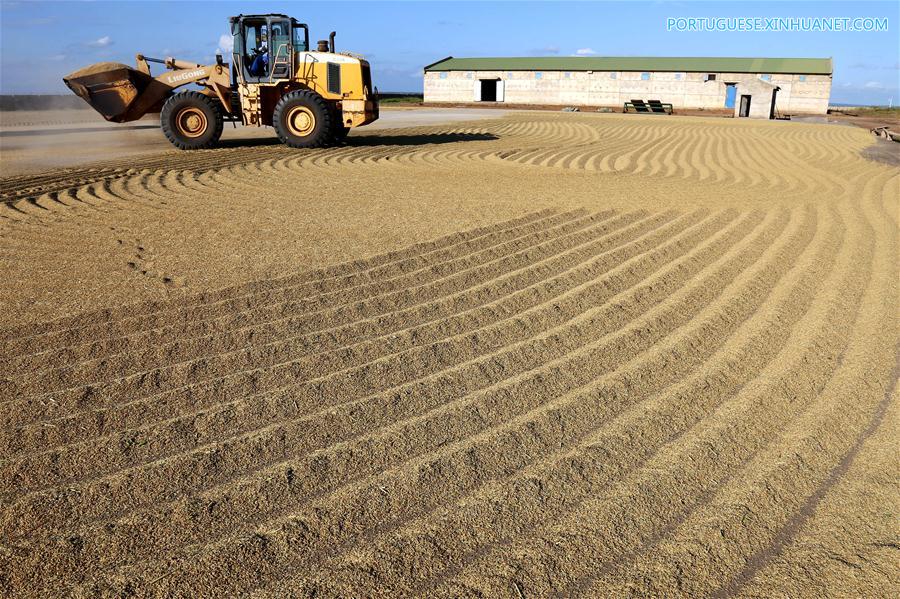 Fazenda de arroz chinesa traz agricultura moderna a Mo?ambique