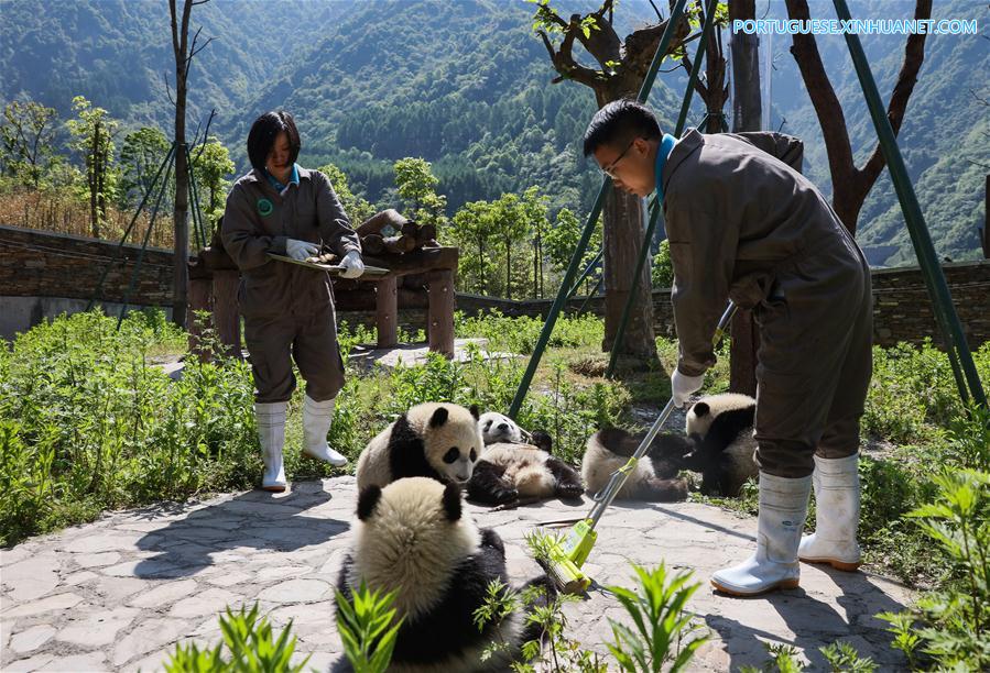 Base de prote??o de Shenshuping abriga mais de 50 pandas gigantes em Sichuan, sudoeste da China