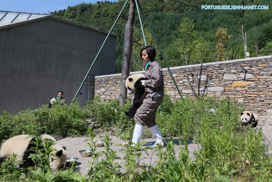 Base de prote??o de Shenshuping abriga mais de 50 pandas gigantes em Sichuan, sudoeste da China