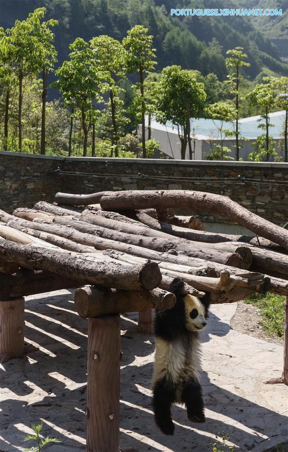 Base de prote??o de Shenshuping abriga mais de 50 pandas gigantes em Sichuan, sudoeste da China