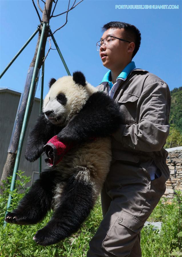 Base de prote??o de Shenshuping abriga mais de 50 pandas gigantes em Sichuan, sudoeste da China