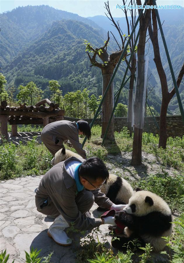 Base de prote??o de Shenshuping abriga mais de 50 pandas gigantes em Sichuan, sudoeste da China