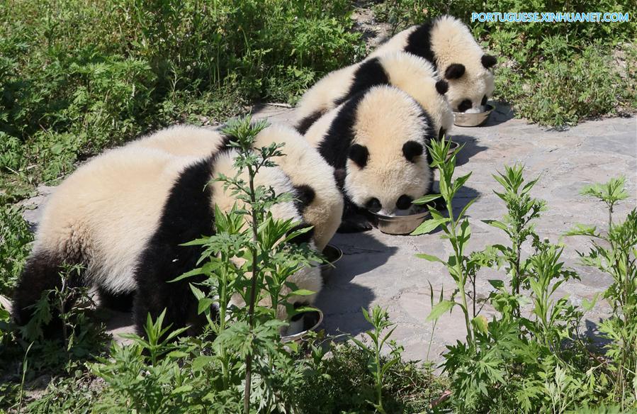Base de prote??o de Shenshuping abriga mais de 50 pandas gigantes em Sichuan, sudoeste da China