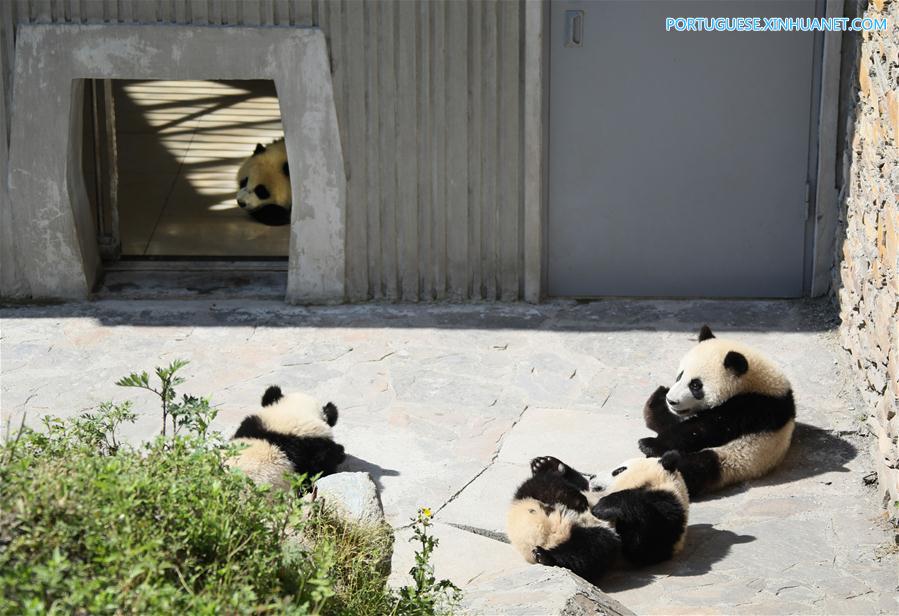 Base de prote??o de Shenshuping abriga mais de 50 pandas gigantes em Sichuan, sudoeste da China