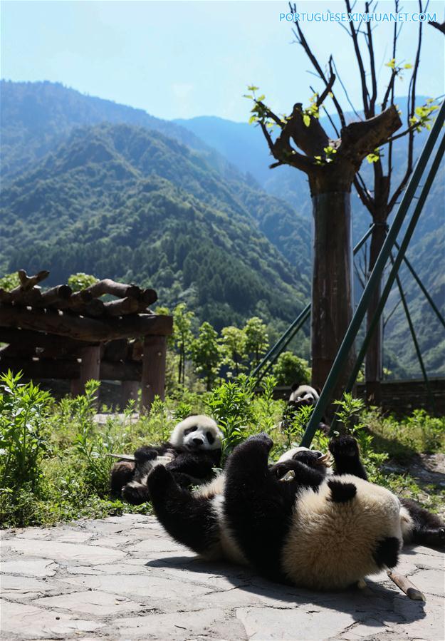 Base de prote??o de Shenshuping abriga mais de 50 pandas gigantes em Sichuan, sudoeste da China