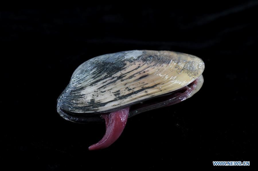 Submersíveis de constru??o chinesa exploram emana??o fria no Mar do Sul da China