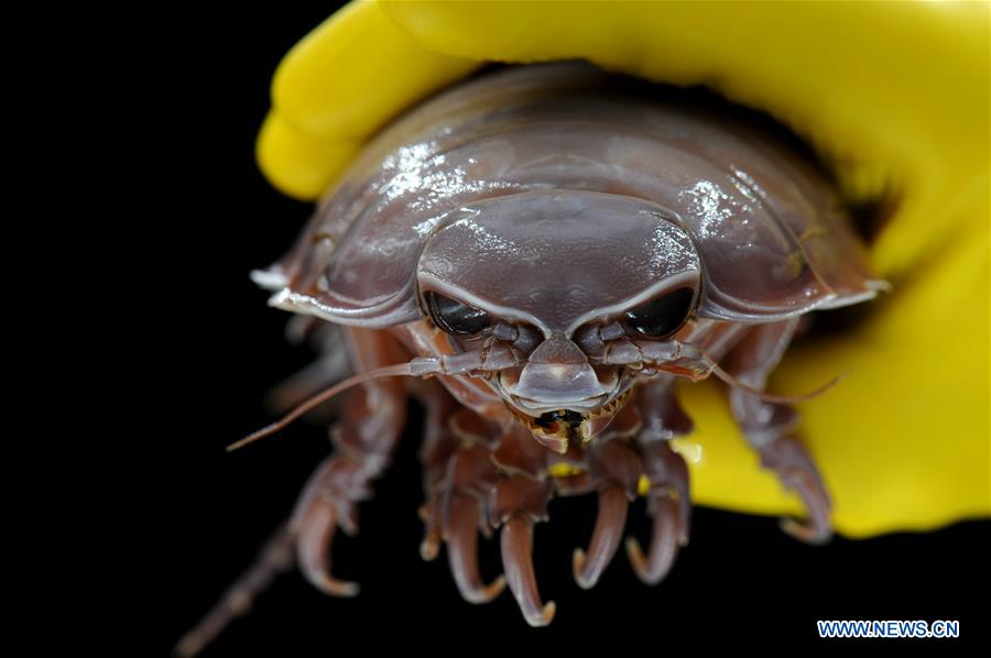 Submersíveis de constru??o chinesa exploram emana??o fria no Mar do Sul da China