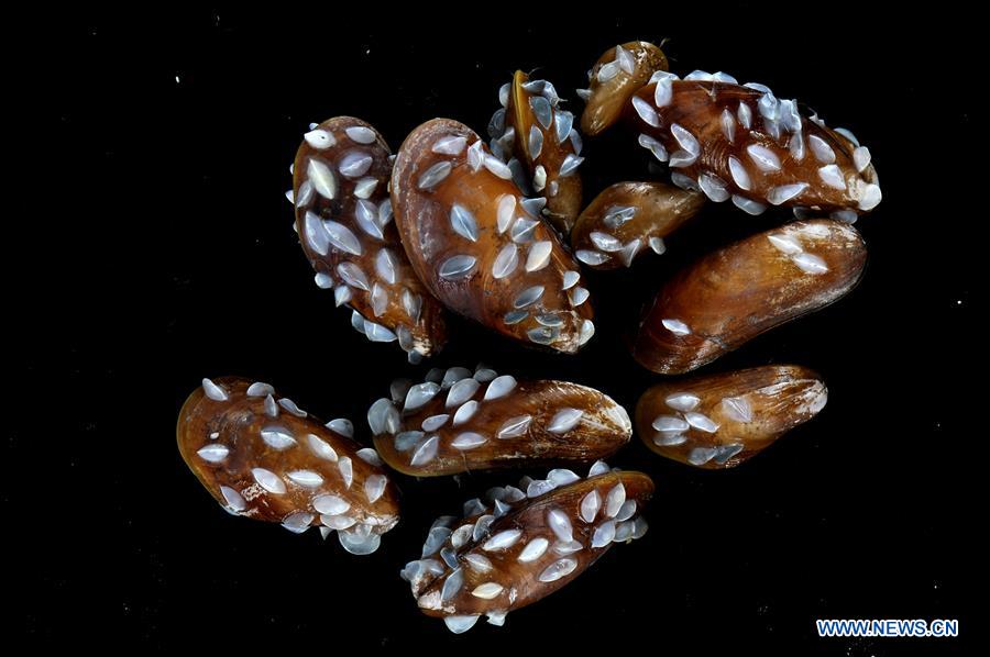 Submersíveis de constru??o chinesa exploram emana??o fria no Mar do Sul da China