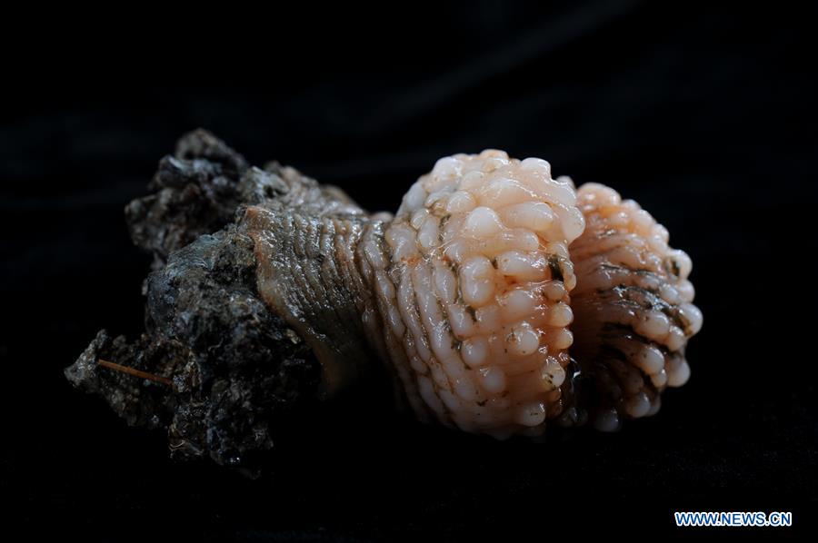 Submersíveis de constru??o chinesa exploram emana??o fria no Mar do Sul da China