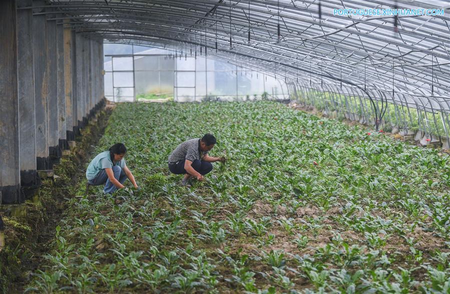 Estufas agrícolas fotovoltaicas geram eletricidade e aumentam renda de agricultores em Zhejiang