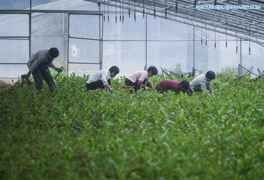 Estufas agrícolas fotovoltaicas geram eletricidade e aumentam renda de agricultores em Zhejiang