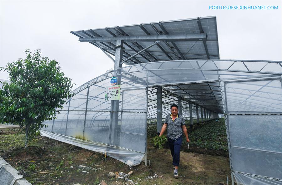 Estufas agrícolas fotovoltaicas geram eletricidade e aumentam renda de agricultores em Zhejiang