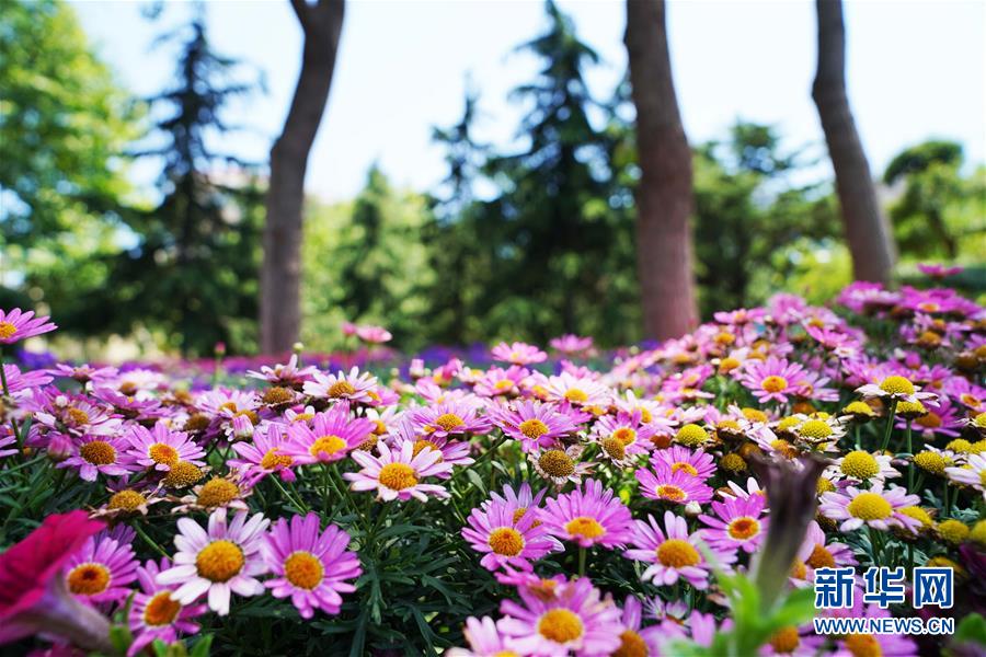 Conhe?a Qingdao, cidade anfitri? da Cúpula da OCS