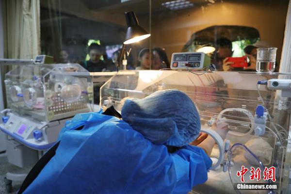 Nasce no sudoeste da China primeiro casal de pandas gêmeos do ano