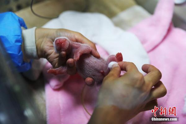Nasce no sudoeste da China primeiro casal de pandas gêmeos do ano