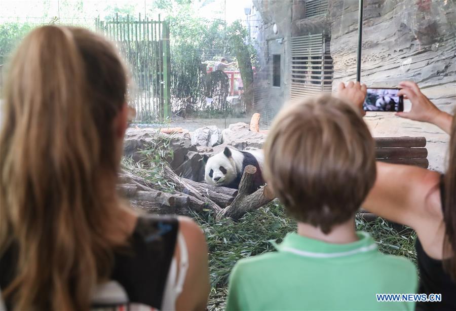 Pandas chineses viram estrelas no Jardim Zoológico de Berlim