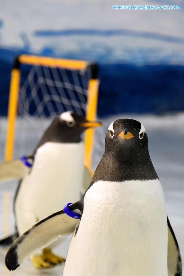 No clima da Copa do Mundo: Pinguins jogam futebol em Harbin