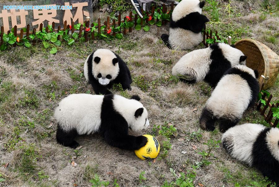 Pandas-gigantes participam de festa de futebol em centro de prote??o de Sichuan