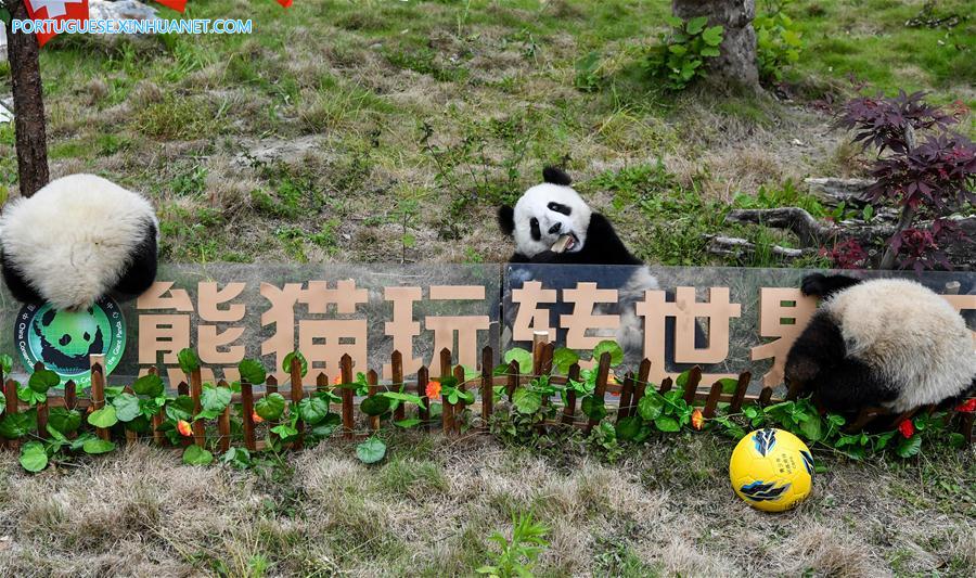 Pandas-gigantes participam de festa de futebol em centro de prote??o de Sichuan