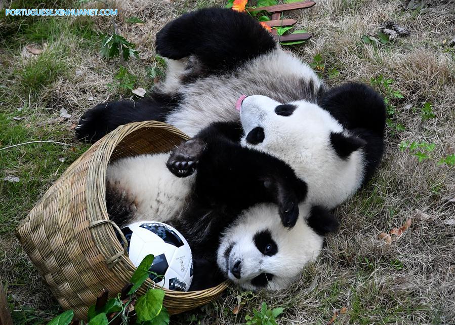 Pandas-gigantes participam de festa de futebol em centro de prote??o de Sichuan