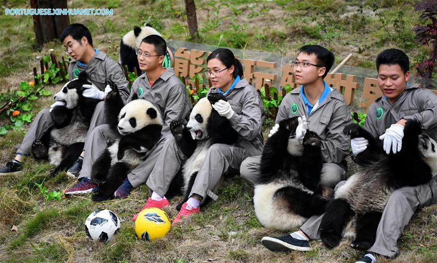 Pandas-gigantes participam de festa de futebol em centro de prote??o de Sichuan