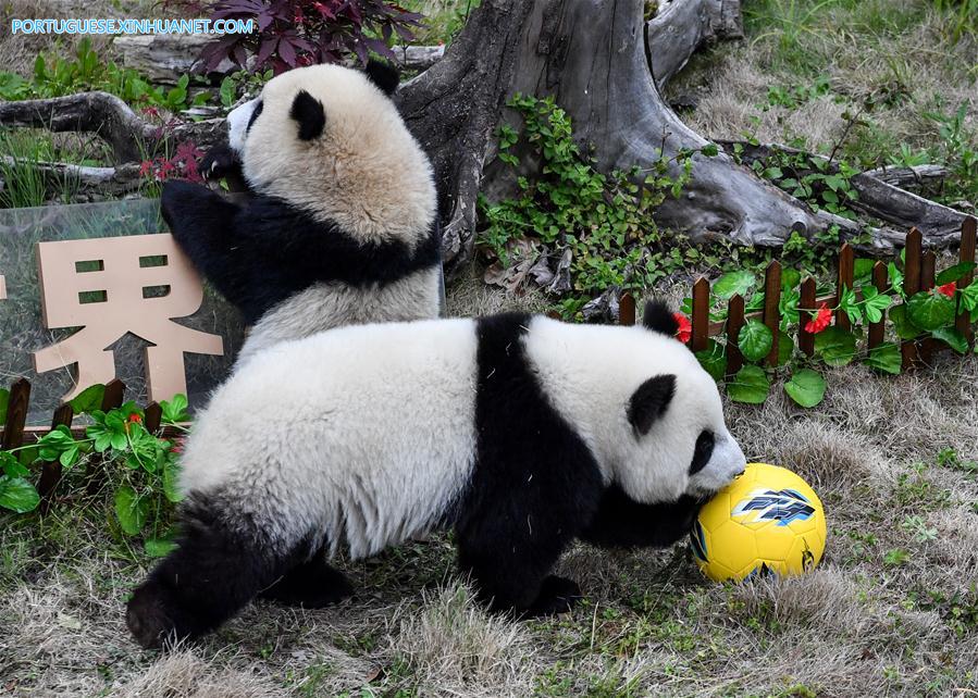 Pandas-gigantes participam de festa de futebol em centro de prote??o de Sichuan