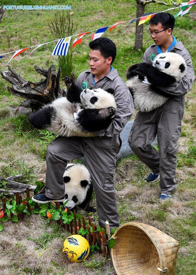 Pandas-gigantes participam de festa de futebol em centro de prote??o de Sichuan