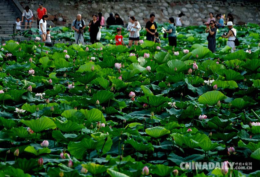 Galeria: Flores de lótus atraem turistas em Zhengzhou
