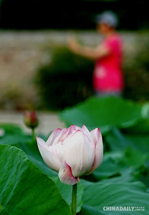 Galeria: Flores de lótus atraem turistas em Zhengzhou