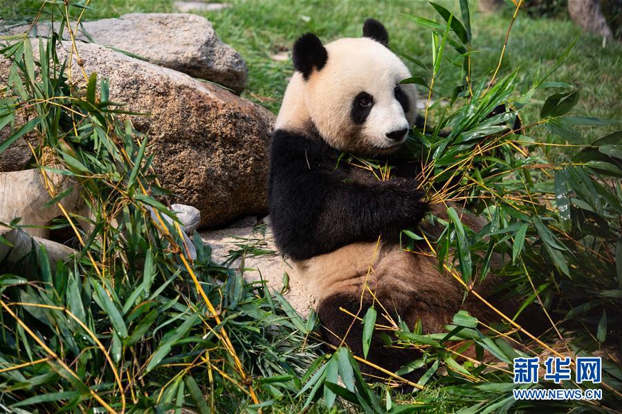 Pandas gêmeos em Macau celebram 2o aniversário