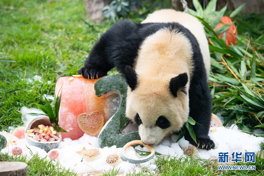 Pandas gêmeos em Macau celebram 2o aniversário