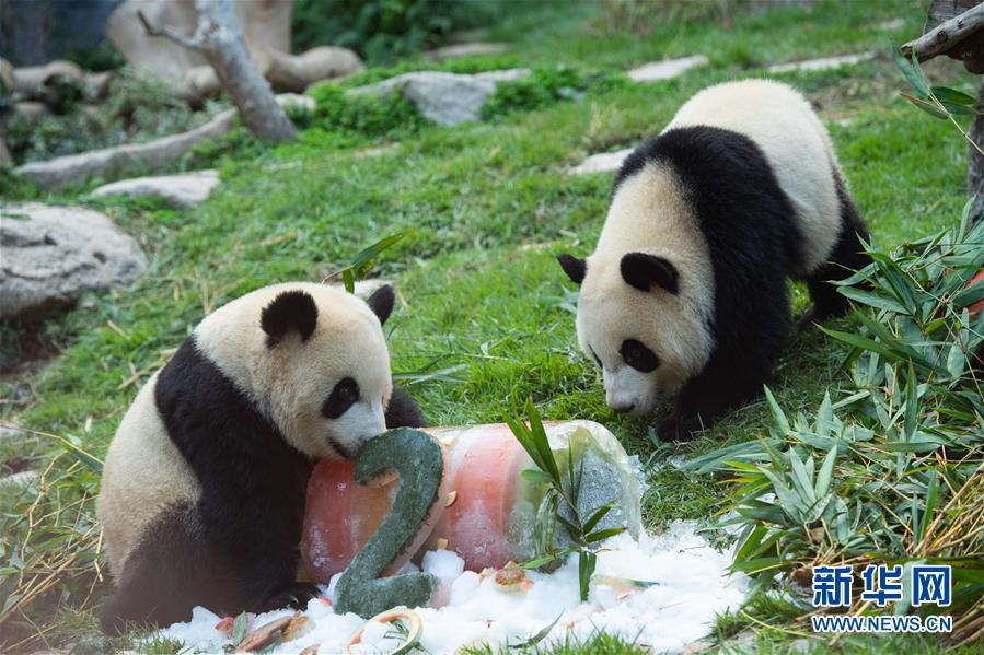 Pandas gêmeos em Macau celebram 2o aniversário