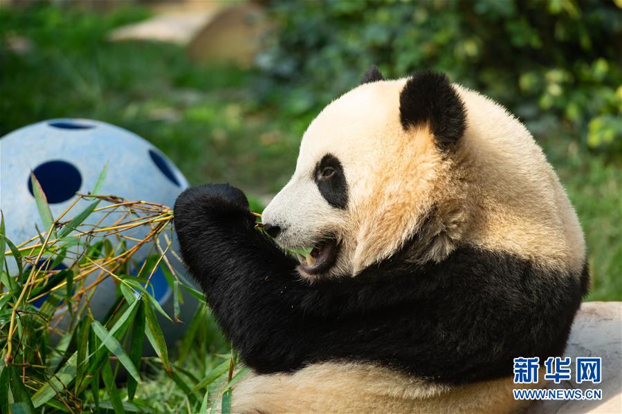 Pandas gêmeos em Macau celebram 2o aniversário