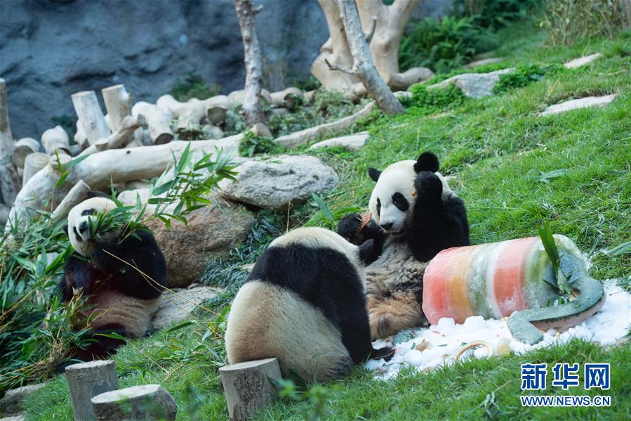 Pandas gêmeos em Macau celebram 2o aniversário