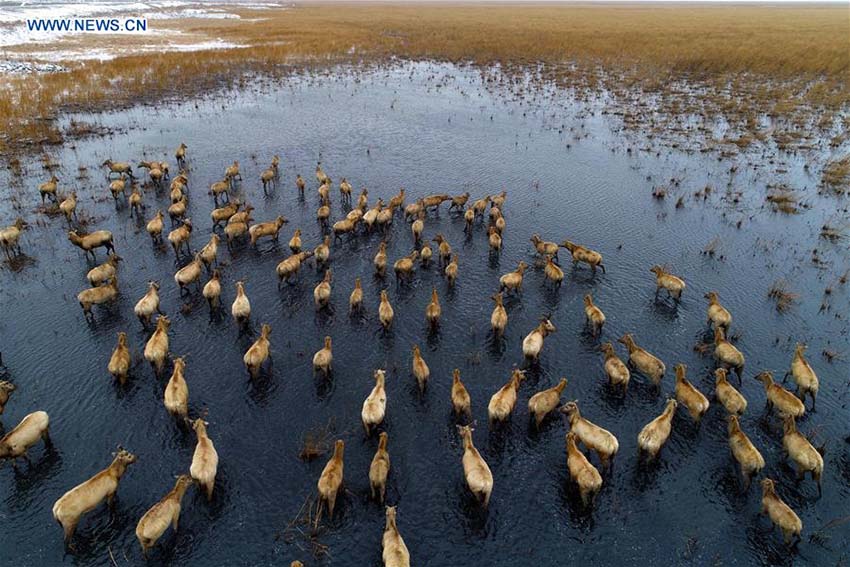 área de pantanos da China ocupa o 4o lugar no mundo