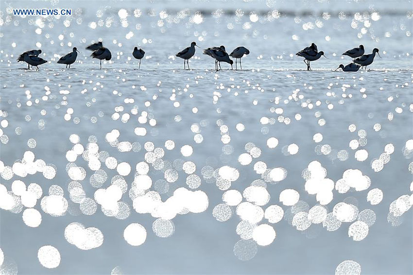 área de pantanos da China ocupa o 4o lugar no mundo