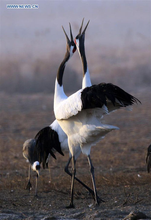 área de pantanos da China ocupa o 4o lugar no mundo