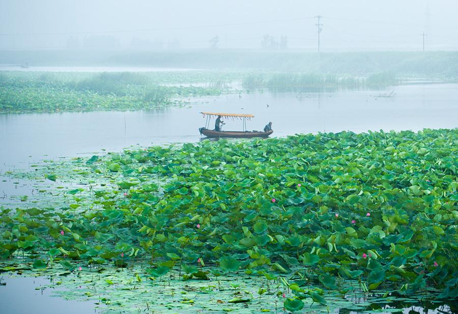 Galeria: Flores de lótus atraem turistas para Xiong’an