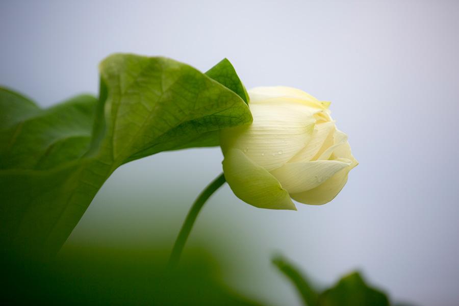 Galeria: Flores de lótus atraem turistas para Xiong’an