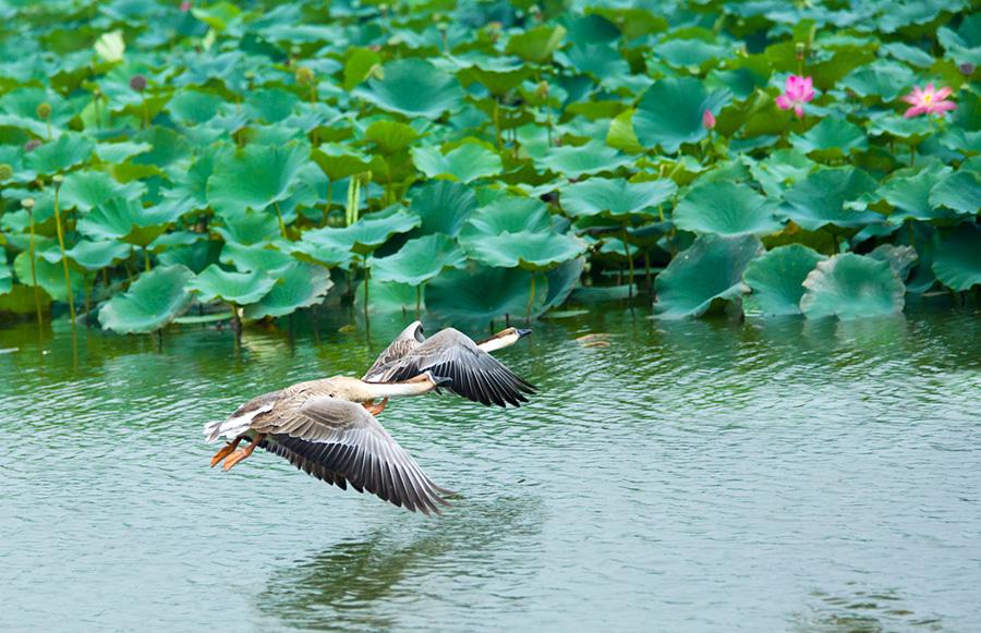 Galeria: Flores de lótus atraem turistas para Xiong’an