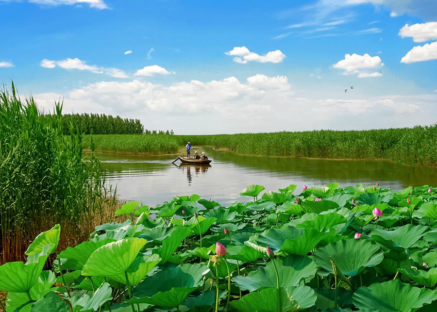 Galeria: Flores de lótus atraem turistas para Xiong’an