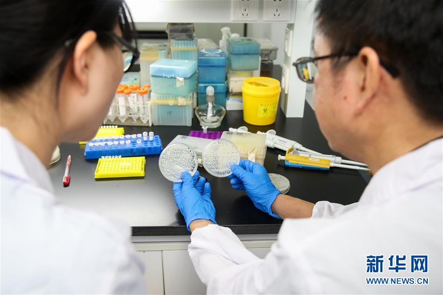 Primeira levedura de cromossoma único criada por cientistas chineses